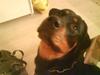 Rottweiler Mimmie