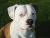 Amerikansk bulldog JAB´S Stanley the monster