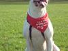 Amerikansk bulldog Cischa (Afrodite) R.I.P Savnet