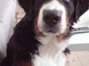 Berner sennenhund Luna