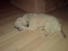 Lhasa apso R.I.P TUX