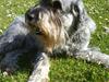 Mellemschnauzer Four Legs Danish Delight
