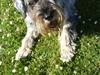 Mellemschnauzer Four Legs Dengsepigen
