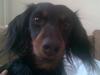 Miniature gravhund Alfred