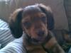 Miniature gravhund Mollie
