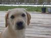 Labrador retriever Bonnie
