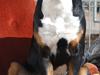 Grosser schweizer sennenhund bonita 