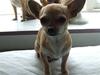 Chihuahua Chanel<3
