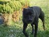 Amerikansk staffordshire terrier darko