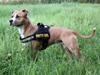 Amerikansk staffordshire terrier Milla