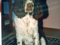 Engelsk springer spaniel Laban **Død** :'(