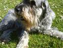 Mellemschnauzer Four Legs Danish Delight