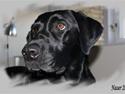Labrador retriever Charmetrold