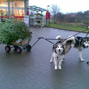 Alaskan malamute Rio