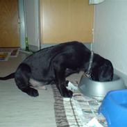 Labrador retriever Chiko<3