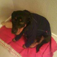 Rottweiler Mimmie