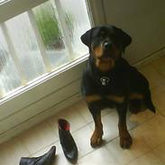 Rottweiler Mimmie