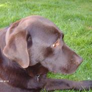 Labrador retriever Coco Shanell