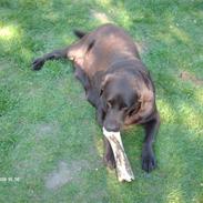 Labrador retriever Coco Shanell