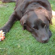 Labrador retriever Coco Shanell