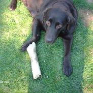 Labrador retriever Coco Shanell