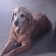 Labrador retriever Bella