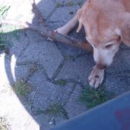 Labrador retriever Bella