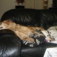 Labrador retriever Bella