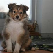 Shetland sheepdog Thor