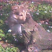 Shetland sheepdog Thor