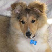 Shetland sheepdog Thor
