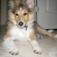 Shetland sheepdog Thor