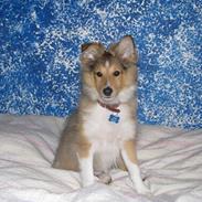 Shetland sheepdog Thor