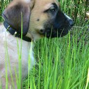 Blanding af racer Grand D&Sankt B. Nilas