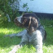 Ruhåret hønsehund  Sidse