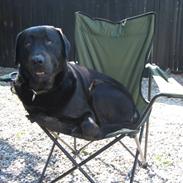 Blanding af racer Lakrids