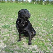 Blanding af racer Lakrids