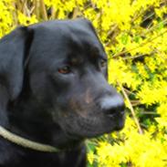 Blanding af racer Lakrids