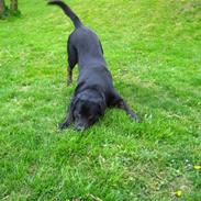 Blanding af racer Lakrids