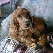 Cocker spaniel Tayson