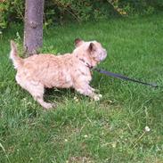 Cairn terrier Rollo