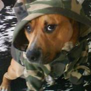 Amerikansk staffordshire terrier Charlie