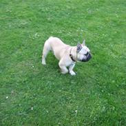 Fransk bulldog Bubbi . ( Før Lordo )