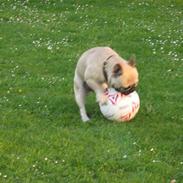 Fransk bulldog Bubbi . ( Før Lordo )