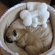 Fransk bulldog Bubbi . ( Før Lordo )