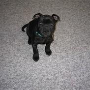 Staffordshire bull terrier Taris