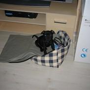 Staffordshire bull terrier Taris