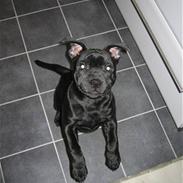 Staffordshire bull terrier Taris