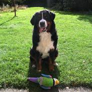 Berner sennenhund Luna