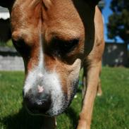 Amerikansk staffordshire terrier Shiva